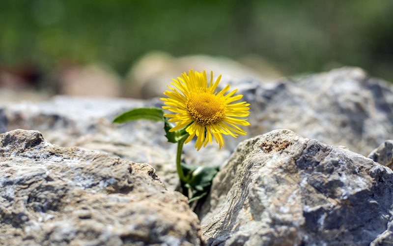 Growing yellow dandelion flower sprout in rocks