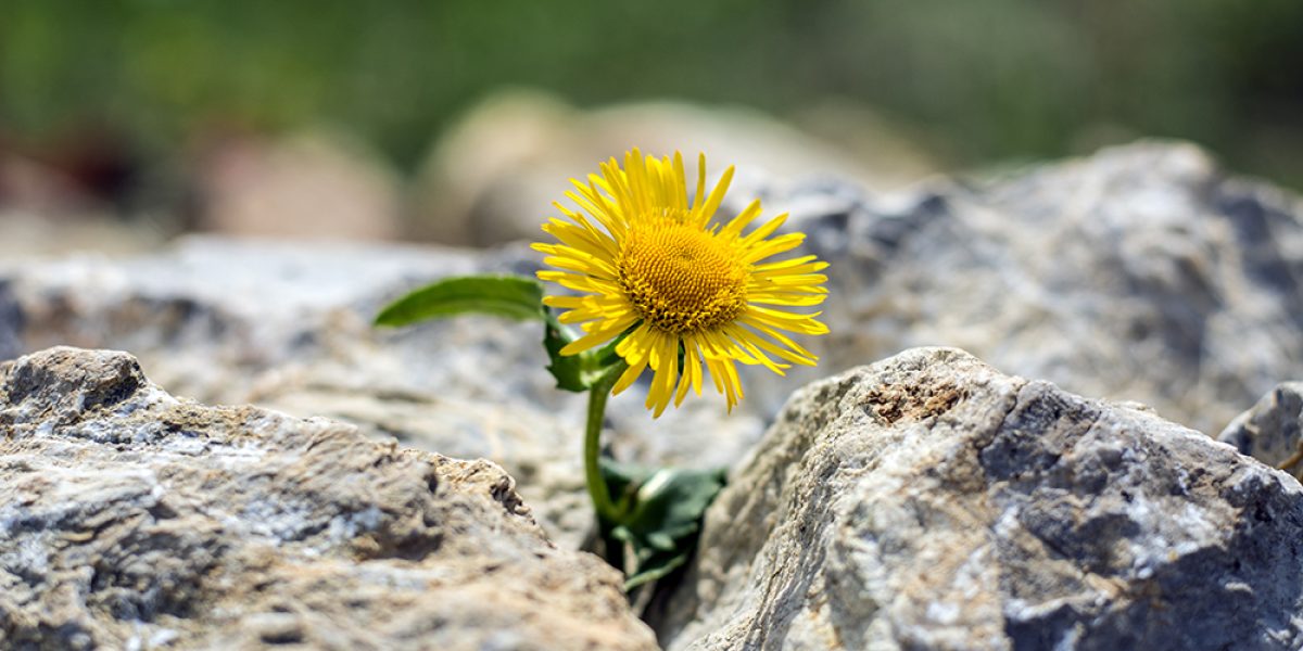 Growing yellow dandelion flower sprout in rocks