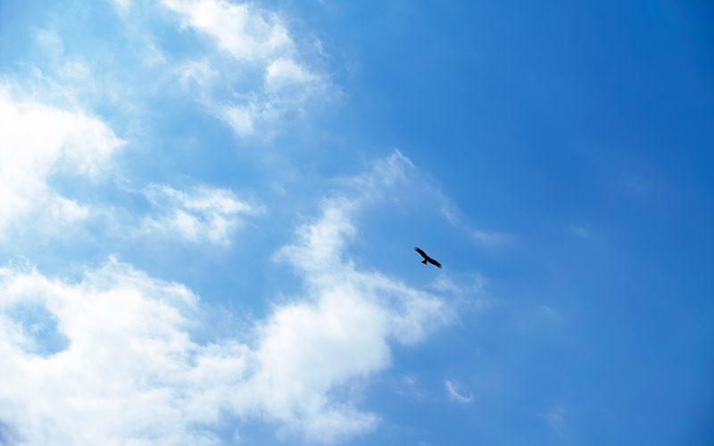 Blue sky and bird silhouette, freedom