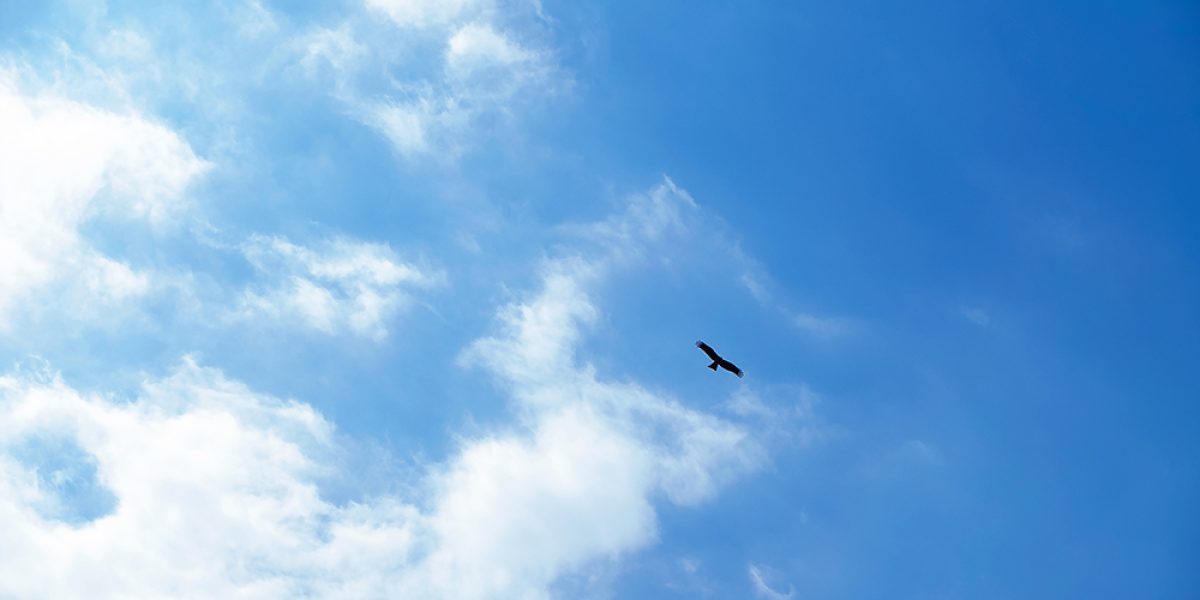 Blue sky and bird silhouette, freedom