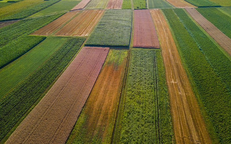 Colorful Plants in Agriculture Fields Drone View