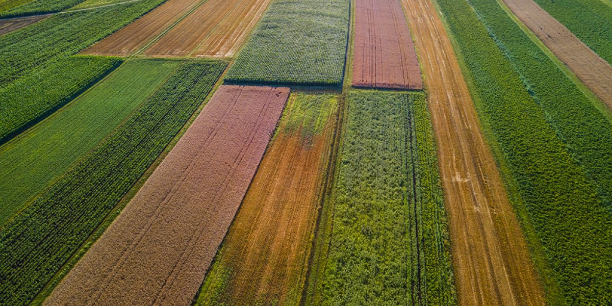 Colorful Plants in Agriculture Fields Drone View