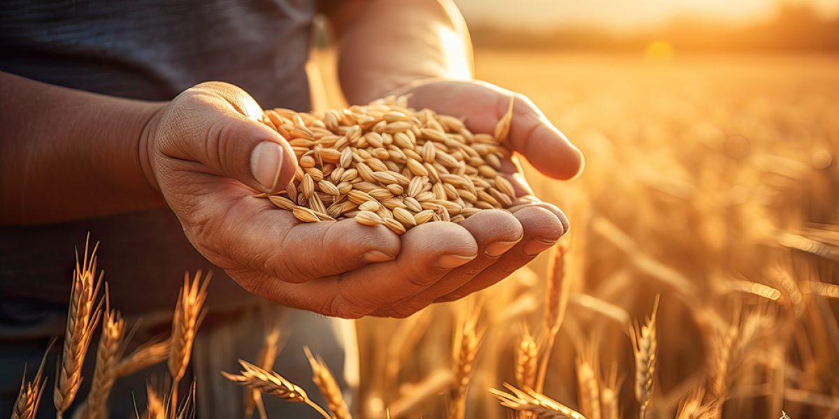 Abundance in the Fields. Farmer's Hands Holding Wheat Grains at Sunset. Nature's Bounty. The hands of a farmer close - up holding a handful of wheat grains in a wheat field