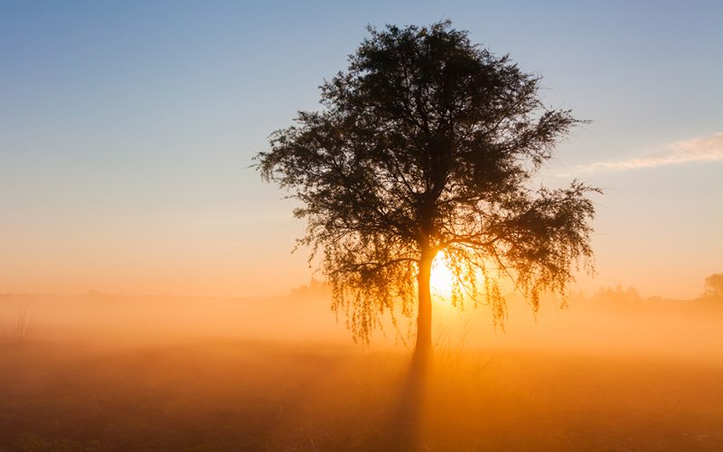 Beautiful foggy spring dawn on a field with trees.