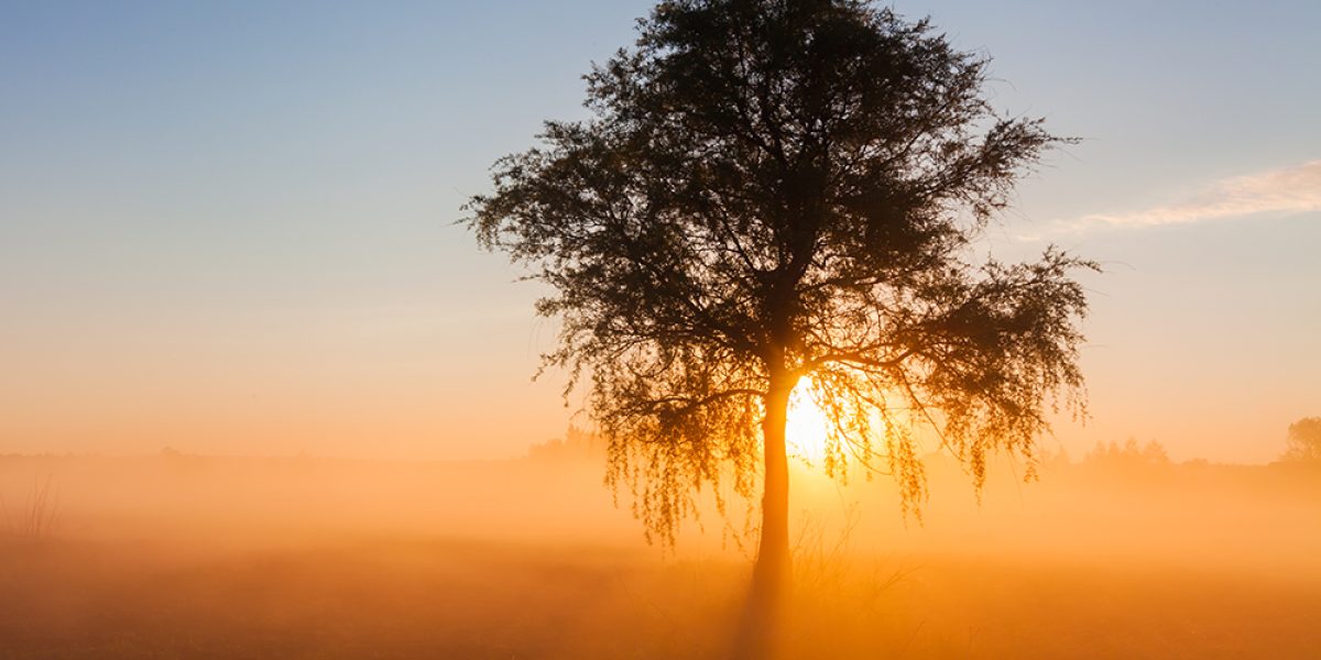 Beautiful foggy spring dawn on a field with trees.