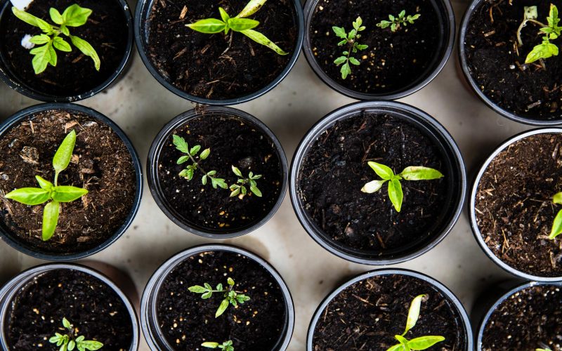 Healthy-Small-Groups