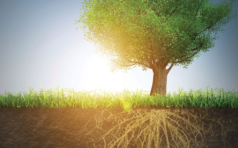 Tree-roots