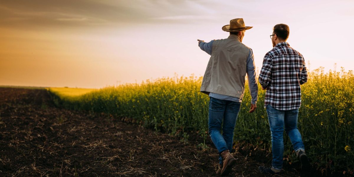 Two farmers walking on a farmland at unset and talking.